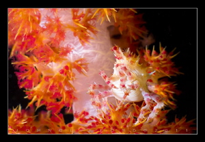Soft Coral Crab by John Clifford 
